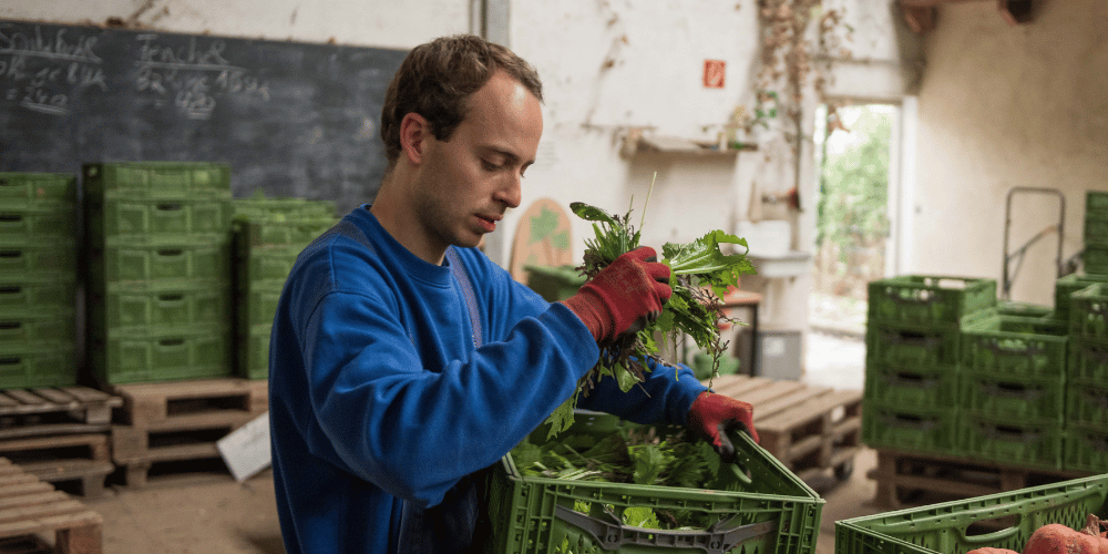Paul bei der Arbeit in der Gemüsekoop Köln